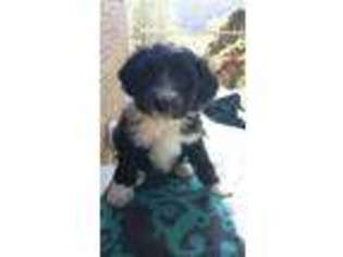 Mutt Puppy for sale in Smithville, TN, USA