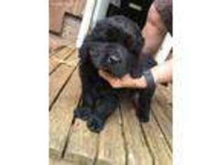 Newfoundland Puppy for sale in Wooster, OH, USA