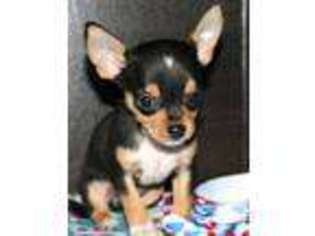 Chihuahua Puppy for sale in SPRING BRANCH, TX, USA