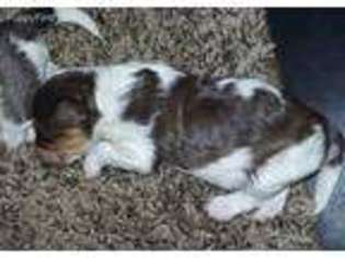 Cavapoo Puppy for sale in Grant, AL, USA