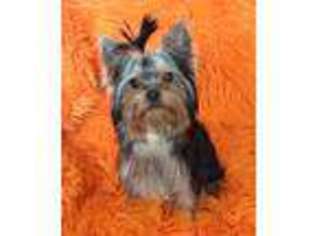 Yorkshire Terrier Puppy for sale in Lake George, NY, USA