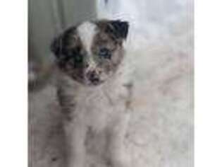 Border Collie Puppy for sale in Fullerton, NE, USA