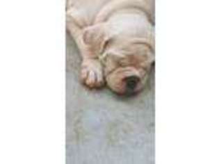 Olde English Bulldogge Puppy for sale in Spring City, TN, USA
