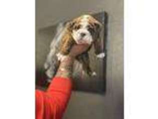 Bulldog Puppy for sale in Chula Vista, CA, USA