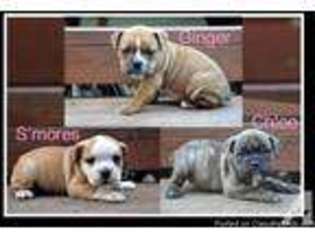 Bulldog Puppy for sale in RENTON, WA, USA