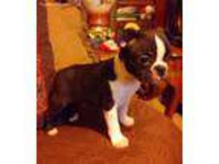 Boston Terrier Puppy for sale in Whitesboro, OK, USA