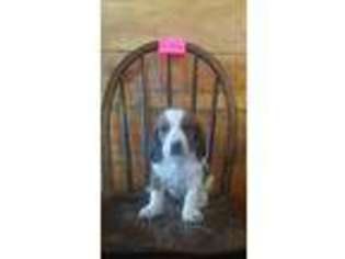 Medium Photo #1 Basset Hound Puppy For Sale in Amherst, VA, USA
