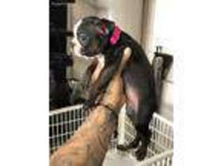 Boston Terrier Puppy for sale in Lake Forest, CA, USA