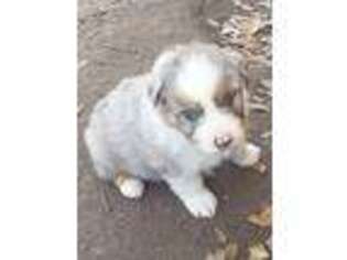 Australian Shepherd Puppy for sale in New Braunfels, TX, USA