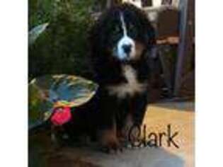 Bernese Mountain Dog Puppy for sale in Abbeville, SC, USA