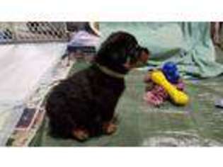 Rottweiler Puppy for sale in Rosendale, WI, USA