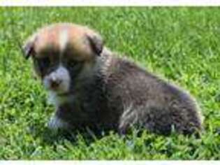 Pembroke Welsh Corgi Puppy for sale in Elkland, MO, USA