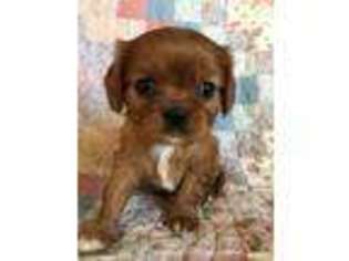 Cavalier King Charles Spaniel Puppy for sale in Asheville, NC, USA