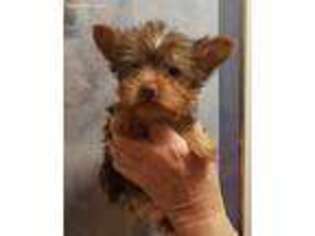 Yorkshire Terrier Puppy for sale in Leesburg, VA, USA