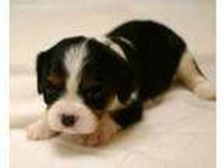 Cavalier King Charles Spaniel Puppy for sale in Cincinnati, OH, USA