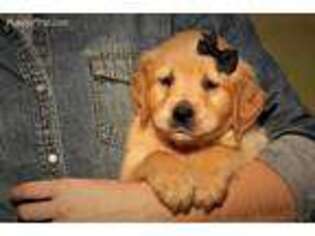 Golden Retriever Puppy for sale in Bethelridge, KY, USA