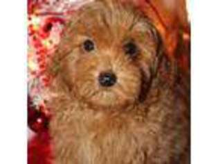 Mutt Puppy for sale in Brentwood, TN, USA
