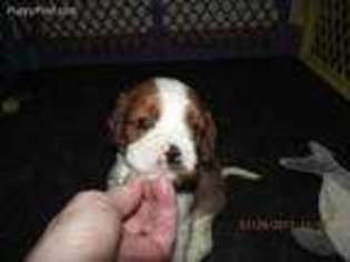 Cavalier King Charles Spaniel Puppy for sale in Stover, MO, USA