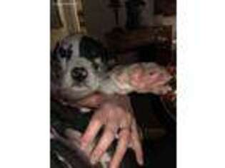 Great Dane Puppy for sale in Riverside, CA, USA