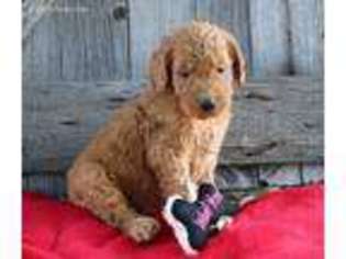 Goldendoodle Puppy for sale in Holmesville, OH, USA