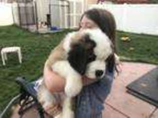Saint Bernard Puppy for sale in Woods Cross, UT, USA