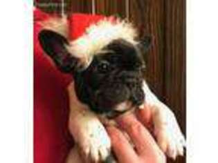 French Bulldog Puppy for sale in Granville, OH, USA