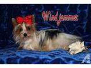 Yorkshire Terrier Puppy for sale in ANACOCO, LA, USA