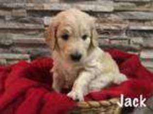 Goldendoodle Puppy for sale in Lexington, MI, USA