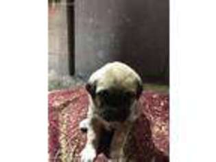 Anatolian Shepherd Puppy for sale in Sapulpa, OK, USA