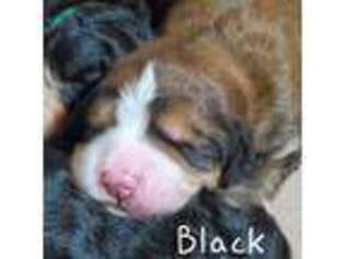 Mutt Puppy for sale in Atwater, MN, USA
