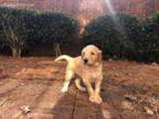 Goldendoodle Puppy for sale in Acworth, GA, USA