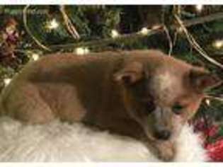 Australian Cattle Dog Puppy for sale in Lancaster, MO, USA