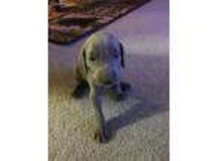 Weimaraner Puppy for sale in Roscommon, MI, USA