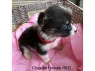 Pembroke Welsh Corgi Puppy for sale in Visalia, CA, USA