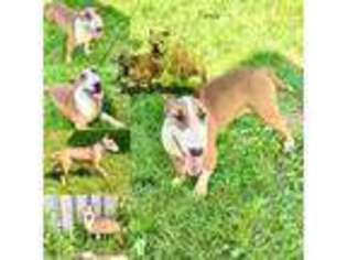 Bull Terrier Puppy for sale in Brighton, NY, USA
