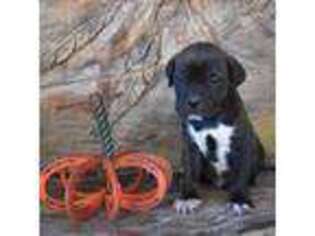 Cane Corso Puppy for sale in Wallowa, OR, USA