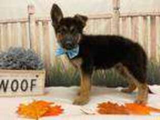 German Shepherd Dog Puppy for sale in Lombard, IL, USA