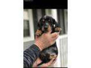 Dachshund Puppy for sale in Saint Jacob, IL, USA