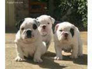 Bulldog Puppy for sale in Austin, TX, USA