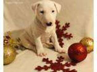 Bull Terrier Puppy for sale in Coon Rapids, MN, USA