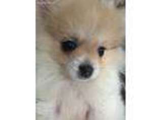 Pomeranian Puppy for sale in Lansing, MI, USA