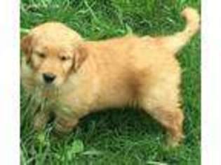 Golden Retriever Puppy for sale in Olin, NC, USA