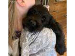 Labradoodle Puppy for sale in Germanton, NC, USA
