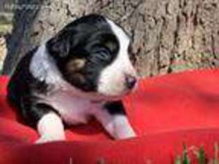Miniature Australian Shepherd Puppy for sale in Giddings, TX, USA