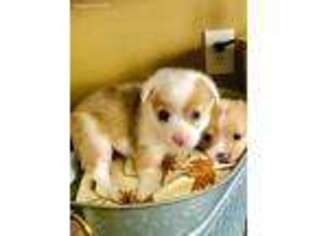Pembroke Welsh Corgi Puppy for sale in Mount Pleasant, MI, USA