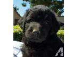 Labradoodle Puppy for sale in LOMA LINDA, CA, USA