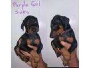Doberman Pinscher Puppy for sale in Jackson, MS, USA