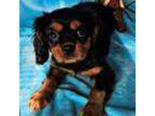 Cavalier King Charles Spaniel Puppy for sale in Cedaredge, CO, USA