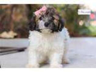 Havanese Puppy for sale in Canton, OH, USA
