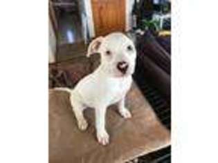 American Bulldog Puppy for sale in Saint Peters, MO, USA